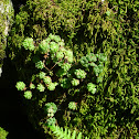 Sedum
