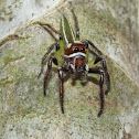 Unknown Jumping Spider