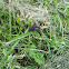 Black firefly