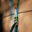 Eastern pondhawk dragonfly