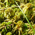 Peat Moss