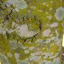 Lichen