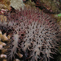Crown of thorns sea star