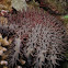 Crown of thorns sea star