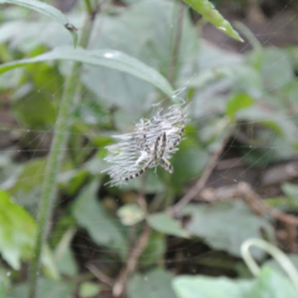 Spotting Image 1