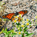 Monarch Butterfly