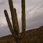 Saguaro cactus