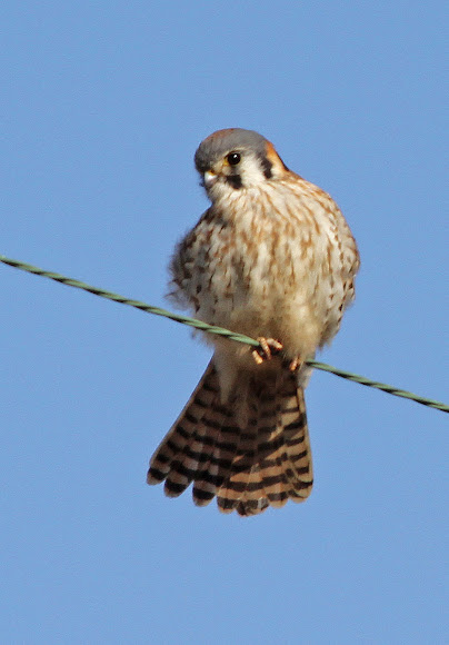 Spotting Image 1