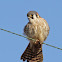 Kestral