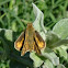 Fiery Skipper