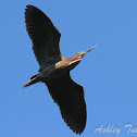 Green Heron