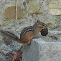 Eastern Chipmunk