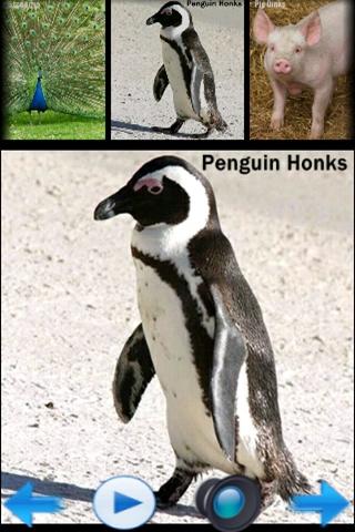 animal-sounds for android screenshot