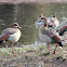 Egyptian goose