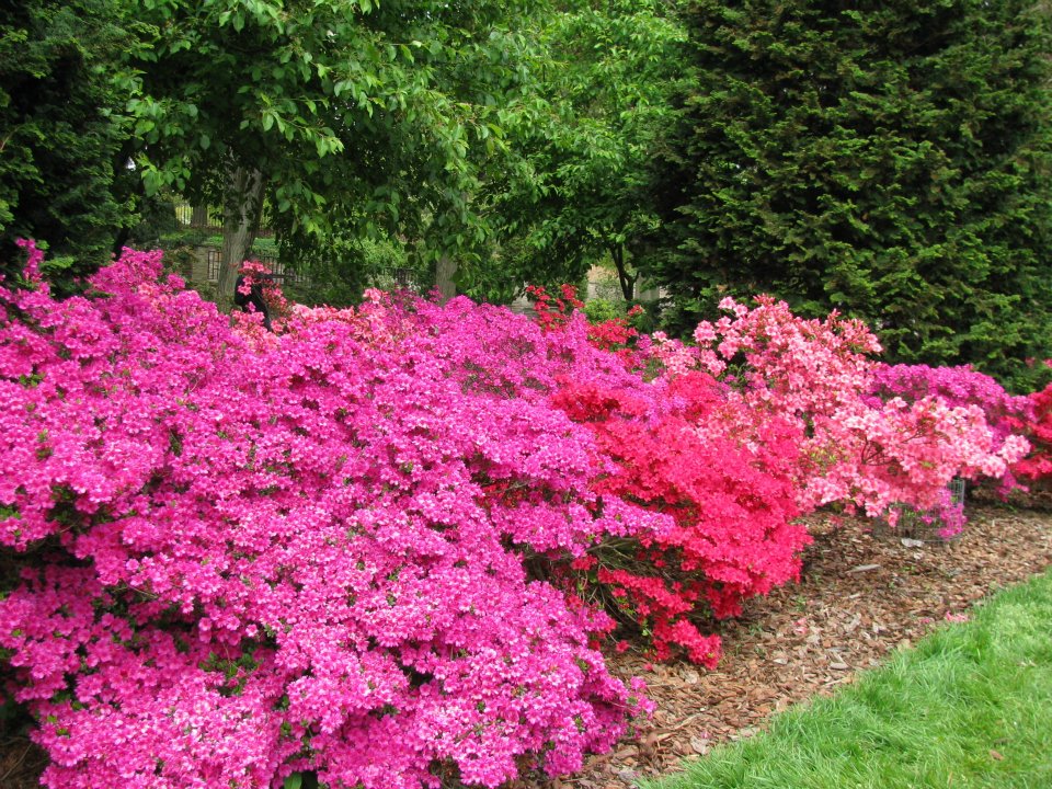 Azalea