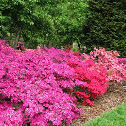 Azalea