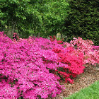 Azalea