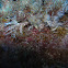 Sea Frost