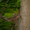 American Robin