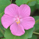 Rock Rose