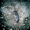 Field mouse