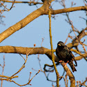 Common Starling