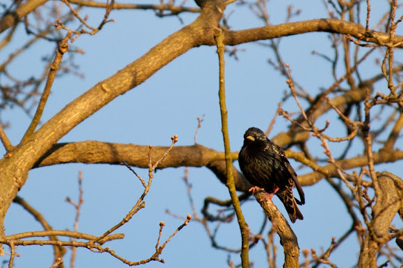 Spotting Image 1
