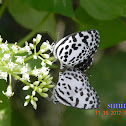 butterflies[Common Pierrot ]