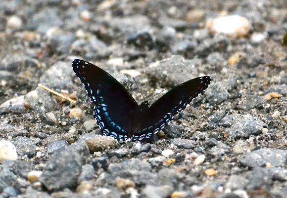 Spotting Image 1