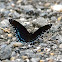 Red-spotted Purple
