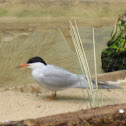 Common Tern