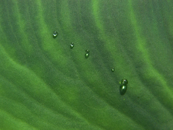 Spotting Image 1