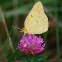 Clouded sulphur