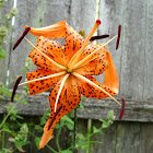 Tiger Lily