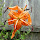 The Color Orange