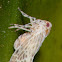 Derbid Planthopper