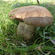 Phlebopus marginatus