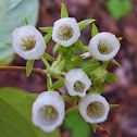 Piedmont staggerbush