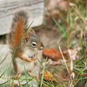 American Red Squirrel