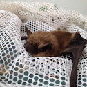 Little brown bat