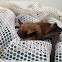 Little brown bat