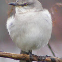 Northern Mockingbird