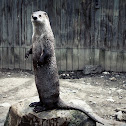 Northern river otter