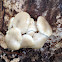 Oyster mushroom