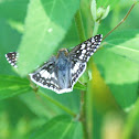 Tropical Checkered-Skipper