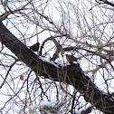 Male and Female American Robin