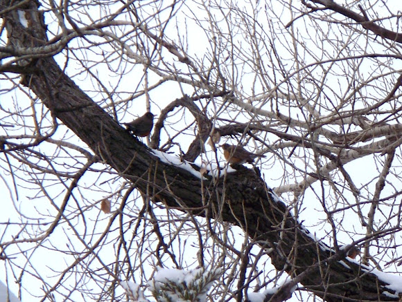 Spotting Image 1