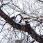 Male and Female American Robin