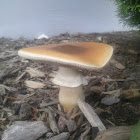 Mushroom