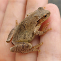 Spring Peeper
